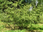 jelša zelená (Alnus alnobetula)