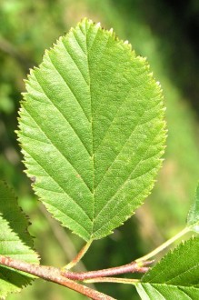 jelša zelená (Alnus alnobetula) - vrchná strana