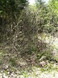 jelša zelená (Alnus alnobetula)