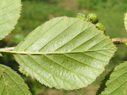 jelša zelená (Alnus alnobetula) - spodná strana