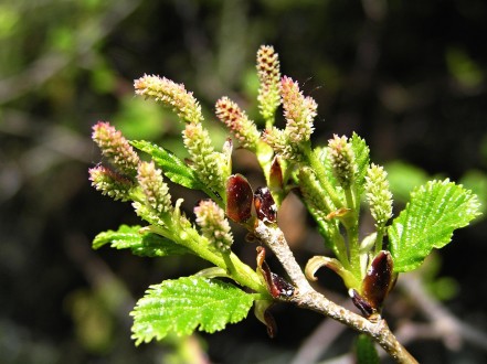 jelša zelená (Alnus alnobetula) - samičie (♀) jahňady v čase kvitnutia