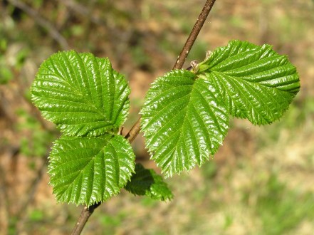 jelša zelená (Alnus alnobetula) - vetvička s listami
