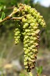jelša zelená (Alnus alnobetula) - samčie (♂) jahňady v čase kvitnutia