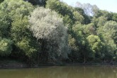 vŕba biela (Salix alba) - ako súčasť brehových porastov rieky Váh