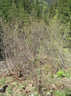 jelša zelená (Alnus alnobetula) - splavená z hornej hranice lesa na úpätie lavínového žľabu (Malužinská dolina)