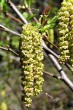 jelša zelená (Alnus alnobetula) - samčie (♂) a samičie (♀) jahňady v čase kvitnutia