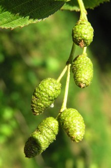 jelša zelená (Alnus alnobetula) - dozierajúce šištice (♀)