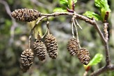 jelša zelená (Alnus alnobetula) - zdrevnatené šištice po otvorení