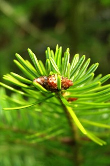 jedľa biela (Abies alba) - ihlice na oslnenej časti 