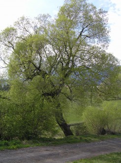 vŕba krehká (Salix fragilis)