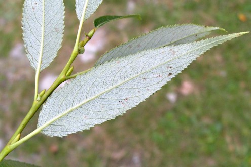 vŕba krehká (Salix fragilis) - spodná strana