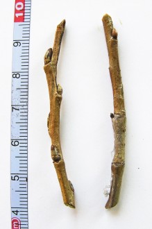 vŕba krehká (Salix fragilis)