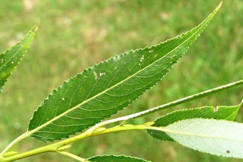 vŕba krehká (Salix fragilis) - vrchná strana