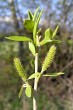 vŕba krehká (Salix fragilis) - samičie (♀) jahňady