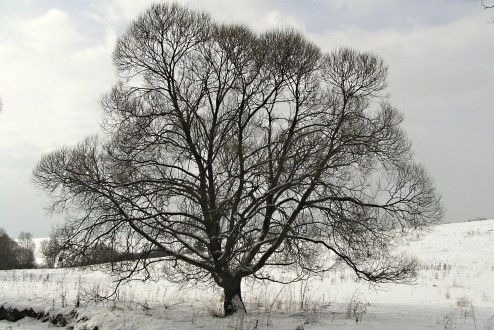 vŕba krehká (Salix fragilis) - ako krajinotvorný prvok
