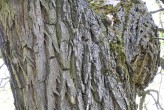 vŕba krehká (Salix fragilis) - hrubo sieťovito rozpukaná borka