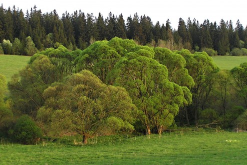 vŕba krehká (Salix fragilis) - brehový porast vŕby krehkej (potok Dovalovec - Horný Liptov)