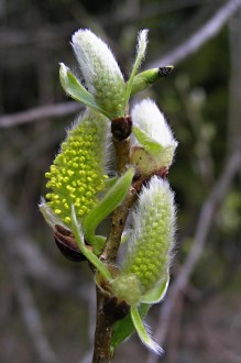 vŕba krehká (Salix fragilis) - samčie (♂) jahňady