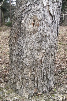 lieska turecká (Corylus colurna) - borka