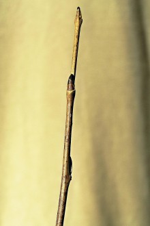 vŕba krehká (Salix fragilis) - ročný výhonok (letorast)